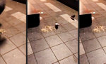 Lustiges Video : Schon lange kein schöneres Karma gesehen