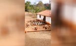 Funny Video : Geflügel-Strudel mit Körnern