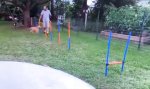 Funny Video : Hundeparkour