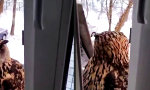 Lustiges Video - Die Fenster-Eule ist im Weg