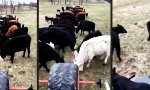 Lustiges Video : Wohl dosiert