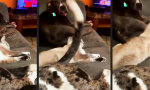 Movie : Die Katze vom Sofa mobben