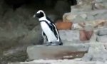 Pinguin-Probleme