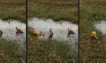 Lustiges Video : Die Familie beschützen