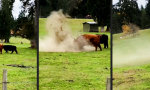 Funny Video - Er hat angefangen