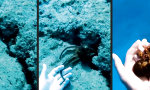 Handzahmer Meeresboden-Homie