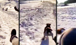 Funny Video : Das Rennen im Blut