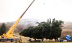 Die Rache des Weihnachtsbaums