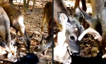 Funny Video : Katzenwäsche mit Waldduft