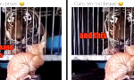 Lustiges Video - Besser nicht reizen