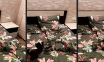 Funny Video : Hyperaktive Bettzeit