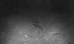 Movie : Fieses Schwein bei Nacht und Nebel