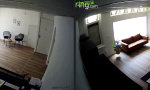 Funny Video - Spider Cat muss fit bleiben