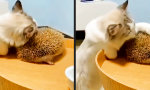 Massage-Kissen