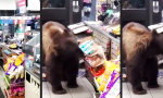 Funny Video : Diebische Elsbär
