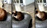 Lustiges Video - Donut mit Katzenfleisch