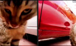 Movie : Revenge mit Katzenjammer