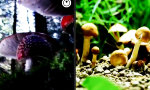 Funny Video : Die Welt der Pilze