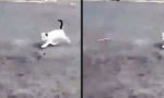 Lustiges Video : Tippel Tippel Tippel Doing