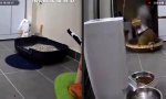 Lustiges Video : Der Katzenschreck