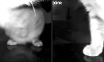 Lustiges Video : Beweissicherung