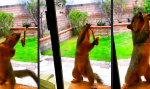 Funny Video - Saxy Hörnchen
