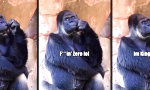 Funny Video : Aristoteles im Affenfell
