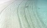Funny Video : Zum abreihern heute wieder