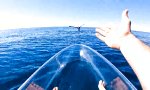 Lustiges Video : Segeln ohne Segel - Auf Tuchfühlung mit Riesen