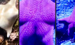 Lustiges Video : Sponge Butt