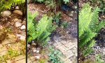 Funny Video : Geile Hörnchen im Hinterhof