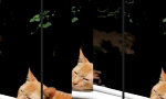 Funny Video : Riskantes Nickerchen