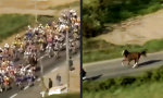 Movie : Tour de Jument