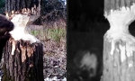 Lustiges Video : Der heimliche Förster