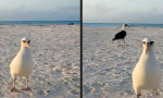 Lustiges Video - Schräger Vogel