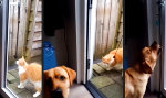 Katze ist auf den Hund gekommen