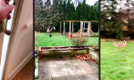 Im Garten unerwünscht