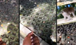 Funny Video : Das Karma sieht alles