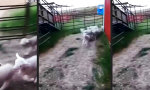 Funny Video - Fluchtversuch unterbunden