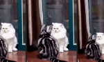 Funny Video - Petzen mag keiner