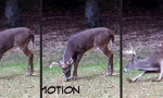 Funny Video - Rehflexe wie Neo