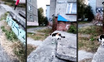 Lustiges Video - Einmal Ghettokatze, immer Ghettokatze