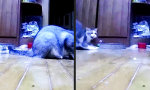 Lustiges Video : Katzen-Ketten-Reaktion