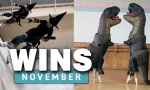 WIN Compilation November 2024