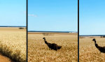 It’s an Emu! Im Kornfeld!