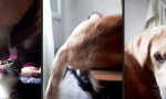 Funny Video - Gaanz zufällige Liegeposition
