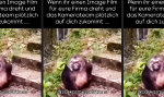 Corporate Monkey Business: Authentizität auf Knopfdruck