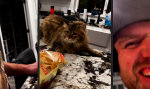 Funny Video : Wo sich Wolf und Katze Gute Nacht sagen
