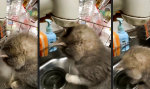 Lustiges Video : Die Sache mit dem tropfenden Wasserhahn