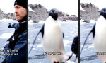 Funny Video : Angriff des Ninja-Pinguins